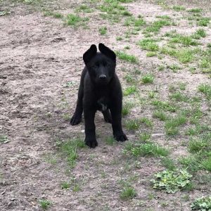 Great work today Harper! #Casperdogtraining #germanshepherd  #germanshepherddog #germanshepherdpuppy #germanshepherdofinstagram…