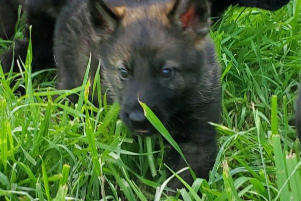 Great work today Harper! #Casperdogtraining #germanshepherd  #germanshepherddog #germanshepherdpuppy #germanshepherdofinstagram…